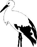 Storch
