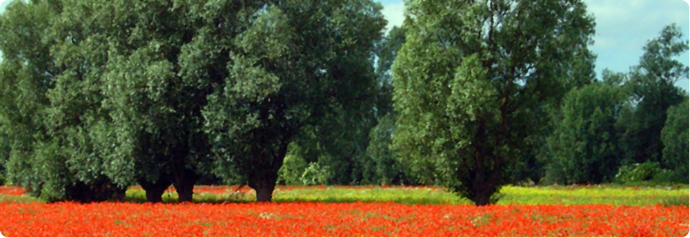 Sommerwiese mit Klatschmohn